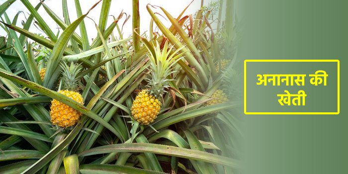 भारत में अनानास की खेती की उन्नत उत्पादन तकनीक
