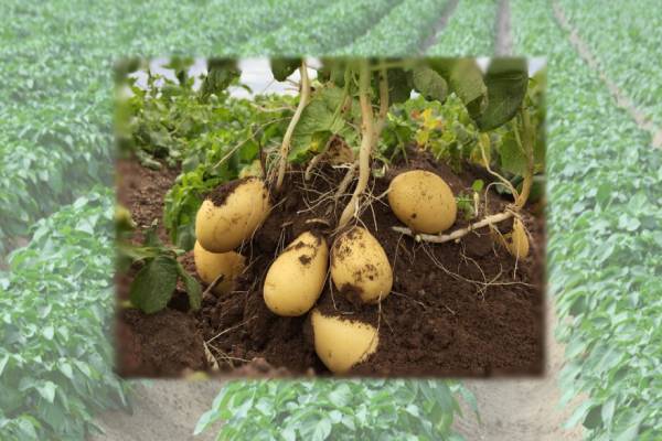 आलू का अगेती अंगमारी एवं पछेती अंगमारी रोग के लक्षण एवं रोकथाम