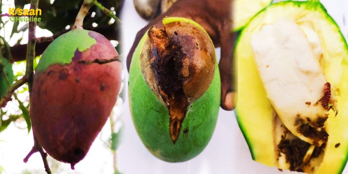 आम के फलों पर लाल पट्टीधारी फल छेदक (रेड बैंडेड बोरर) कीट के आक्रमण से आम उत्पादक किसान परेशान, कैसे करें प्रबंधन ?