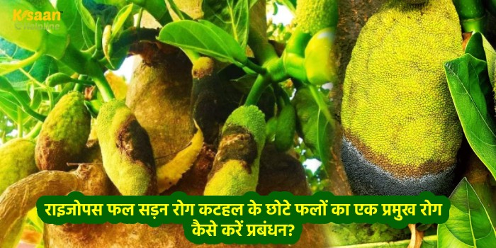राइजोपस फल सड़न रोग कटहल के छोटे फलों का एक प्रमुख रोग कैसे करें प्रबंधन?