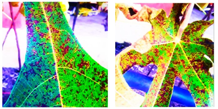 रस्ट रोग अंजीर की प्रमुख समस्या कैसे करें प्रबंधन ?