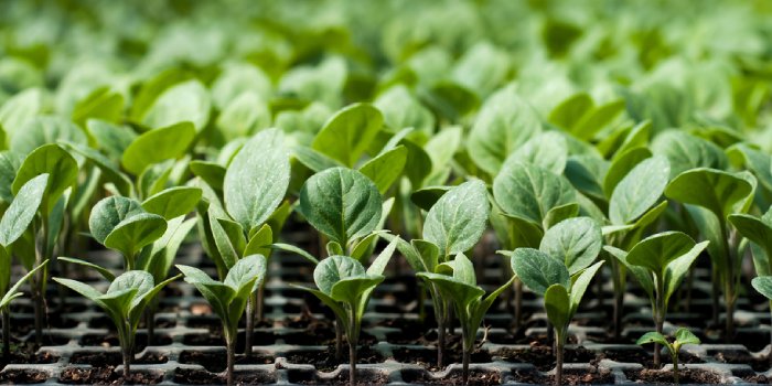 नर्सरी में उन्नत किस्मों के फल,फूल एवं सब्जियों के सीडलिंग्स (पौधों) को तैयार करके लाभ कमाए 