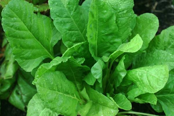 पालक की खेती, इम्यूनिटी बढ़ाने में अहम