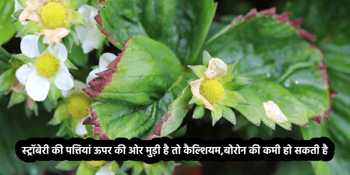 स्ट्रॉबेरी की पत्तियां ऊपर की ओर मुड़ी है तो कैल्शियम, बोरोन की कमी हो सकती है