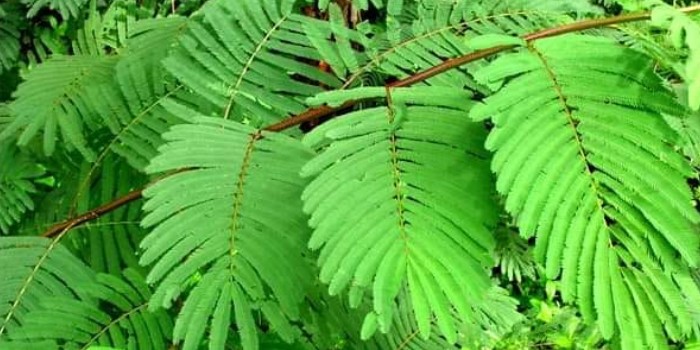 केला-पपीता लगाने से पूर्व खेत के चारों तरफ बतौर बॉर्डर फसल सुबबूल लगायें