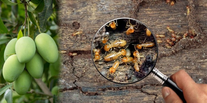 आम के पेड़ों को दीमक के आक्रमण से बचाना है तो पेड़ों के स्वास्थ का रखें विशेष ख्याल