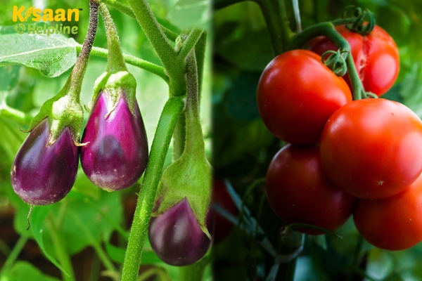 बैंगन एवं टमाटर में लगने वाले बैक्टीरियल विल्ट को पहचान कर कैसे करें प्रबंधित?