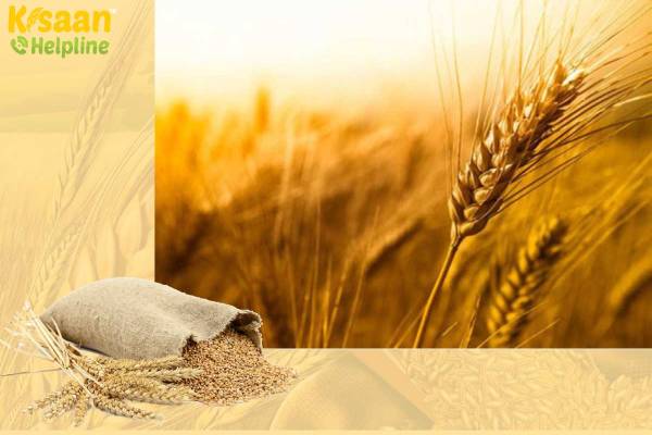 गेहूं की पछेती बुवाई की तकनीक