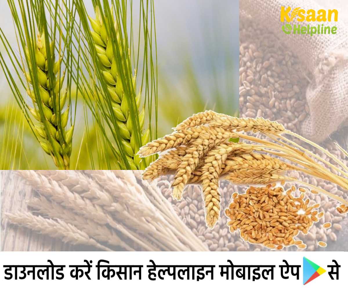 गेहूं (Wheat) की फ़सल का महत्त्व
