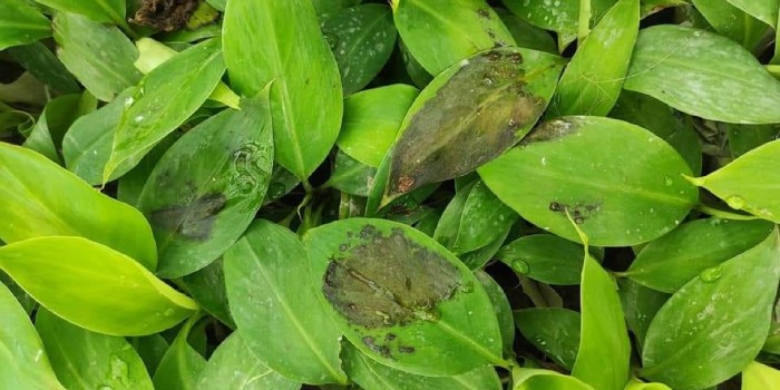 केले का क्राउन रॉट और फिंगर रॉट बीमारी का प्रबंधन कैसे करें?