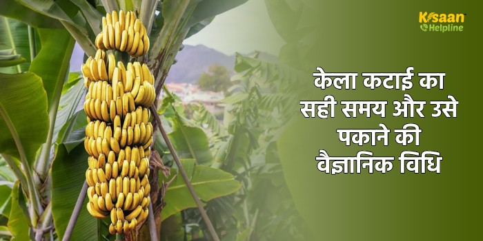 केला कटाई का सही समय (परिपक्वता) और उसे पकाने की वैज्ञानिक विधि