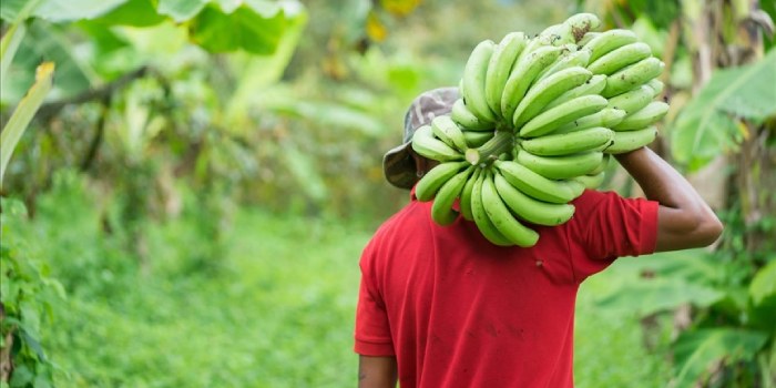 सितंबर महीने में केला की खेती में क्या करें क्या न करें ?