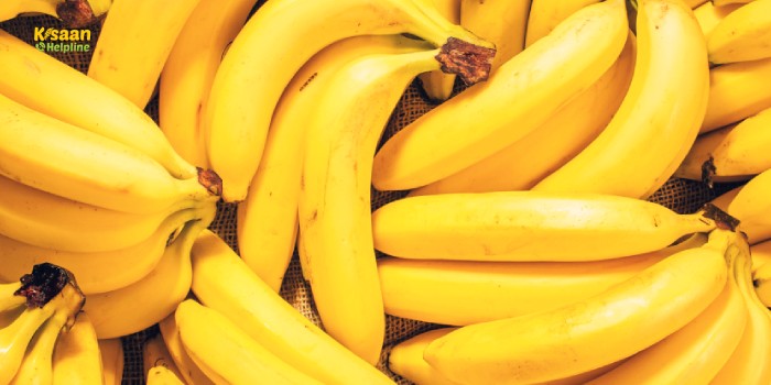 बाज़ार में केला का सर्वोत्तम अधिकाधिक दाम पाने के लिए क्या करें?