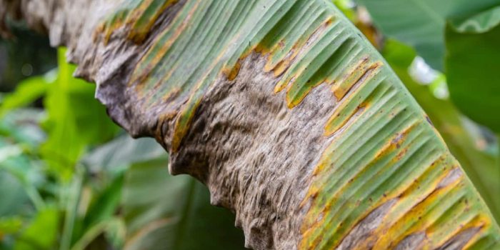केले का सिगाटोका पत्ती धब्बा रोग कारण, लक्षण, प्रभाव एवं प्रबंधित करने के विभिन्न उपाय