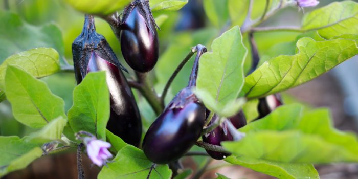 बैंगन में देर से फूल एवं फल आने के कारण एवं समाधान