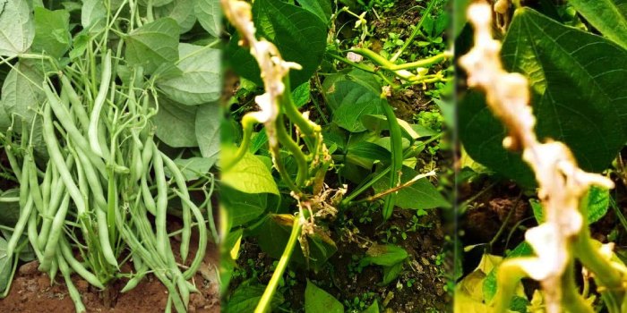 राजमा एवं फ्रेंच बीन में सफेद तना सड़न रोग को प्रबंधित किए बिना इसकी सफल खेती करना संभव नहीं