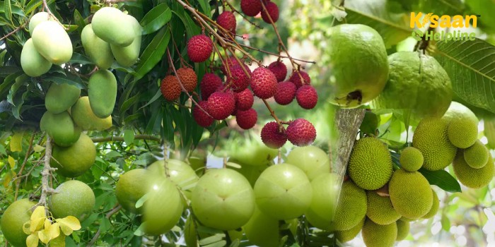 अप्रैल मई में फल वृक्षों यथा आम, लीची, अमरूद, बेल, आंवला, कटहल को लगाने के तैयारी शुरू करें