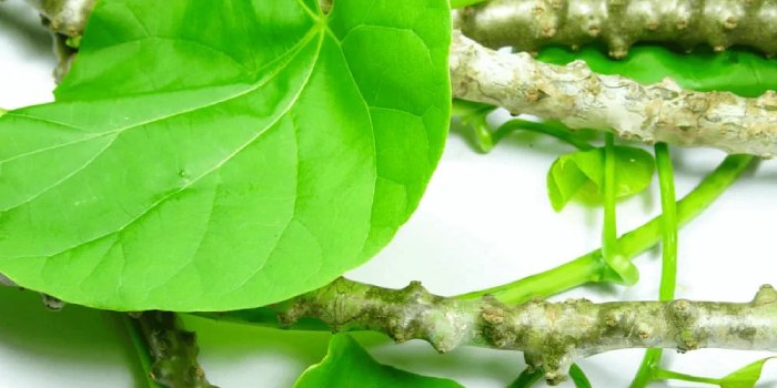 आइए जानते है गिलोय और इसके औषधीय गुणों के बारे में