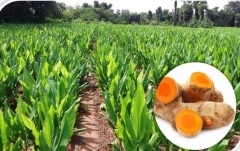 कोरोना महामारी में हल्दी का उपयोग एवं औषधीय महत्व