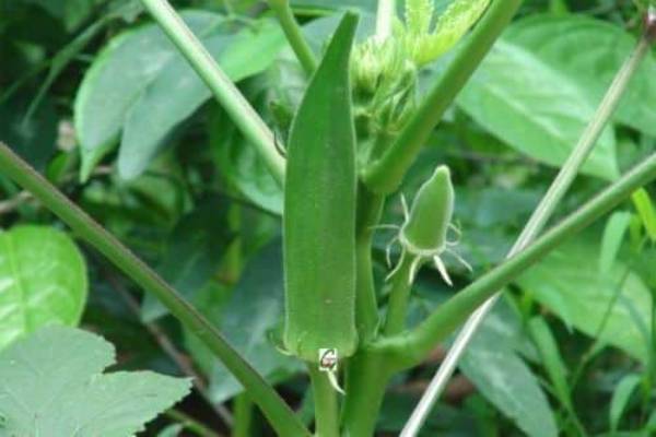 भिंडी की खेती