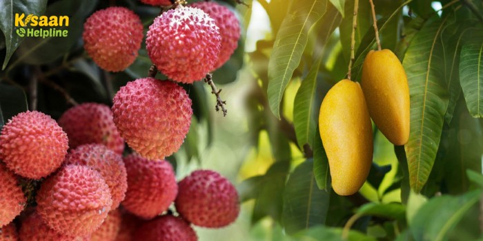 अप्रैल मई में आम एवं लीची के फलदार बाग में किए जाने वाले प्रमुख उपाय