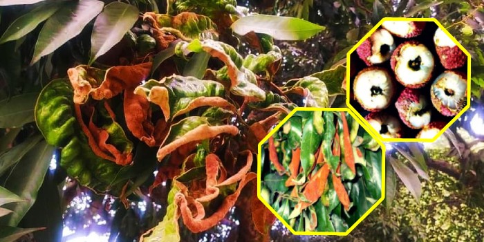 लीची में लगने वाले प्रमुख कीटों को प्रबंधित किए बिना लीची की सफल खेती संभव नहीं