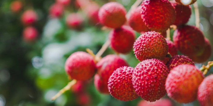 मशहूर शाही लीची के फलों की सही परिपक्वता एवं तुड़ाई का सही समय