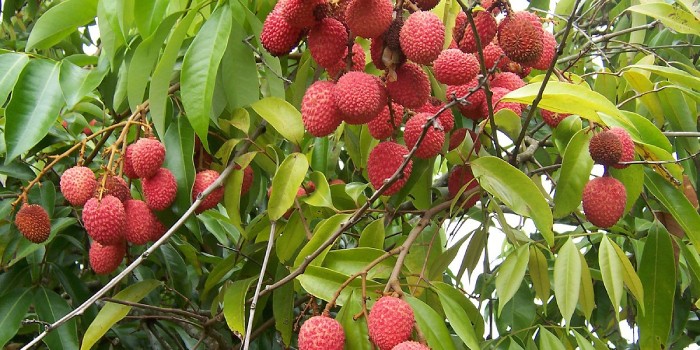 बारिश ने बढ़ा दी लीची किसानों के चेहरे पर मुस्कान, लेकिन सतर्क रहने की जरूरत