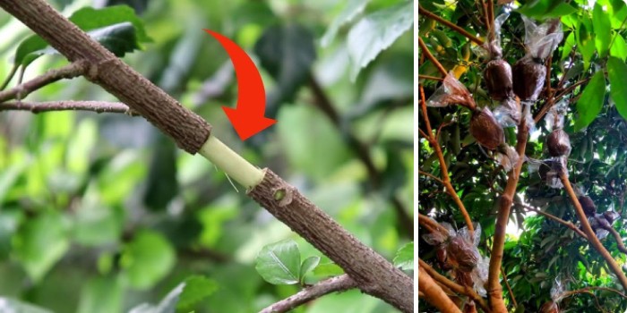 लीची के मातृ पेड़ से गूटी (एयर लेयरिंग) विधि द्वारा नए पौधे कैसे करें तैयार ?