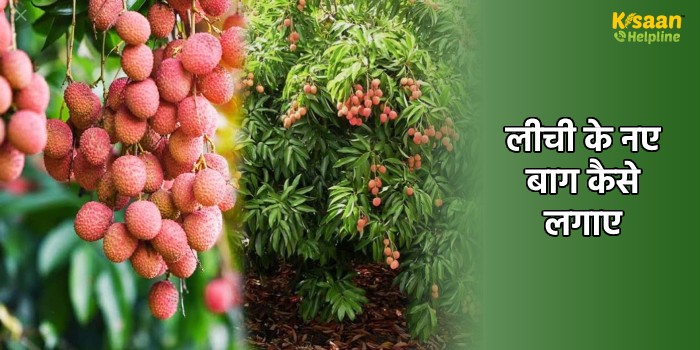 लीची के नए बाग कैसे लगाए, जो बाग अभी फलन में नही है एवं फल की तुड़ाई उपरांत बागों की देखभाल कैसे करे?
