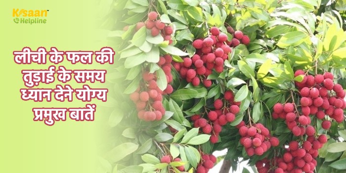लीची के फल की तुड़ाई के समय ध्यान देने योग्य प्रमुख बातें