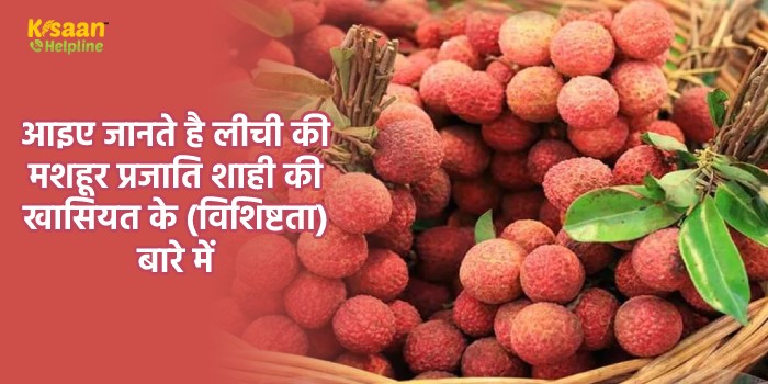 आइए जानते है लीची की मशहूर प्रजाति शाही की खासियत के (विशिष्टता) बारे में