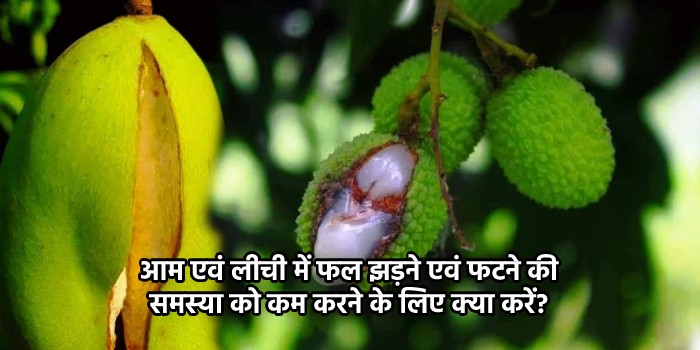 आम एवं लीची में फल झड़ने एवं फटने की समस्या को कम करने के लिए क्या करें?