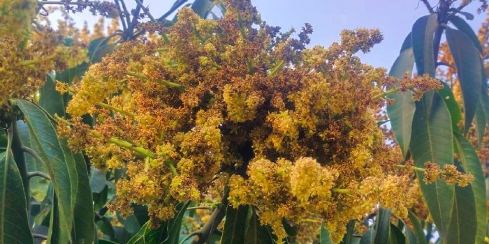 आम के फूल (मंजर) के झुलसने की बीमारी को कैसे करें प्रबंधित?