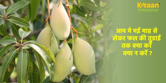 आम मे मई माह से लेकर फल की तुडाई तक क्या करें क्या न करें ?