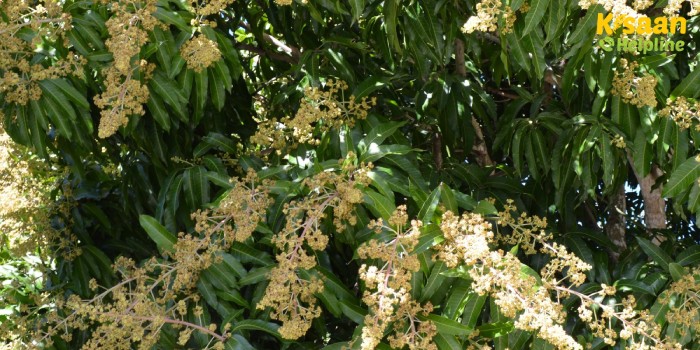 जैविक आम की खेती (बिना रसायनों के) के लिए क्या क्या है आवश्यक?