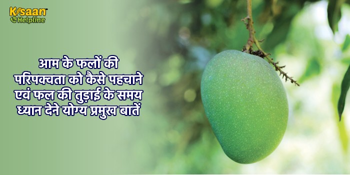 आम के फलों की परिपक्वता को कैसे पहचाने एवं फल की तुड़ाई के समय ध्यान देने योग्य प्रमुख बातें