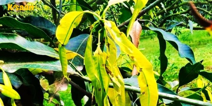 मार्च-अप्रैल में आम के फलों एवं पत्तियों पर हो सकता है थ्रिप्स कीट (स्किरटोथ्रिप्स डौरसैलिस) का आक्रमण, कैसे करें प्रबंधन