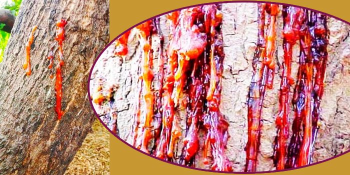 आम में गमोसिस विकार को कैसे करें प्रबंधित ?