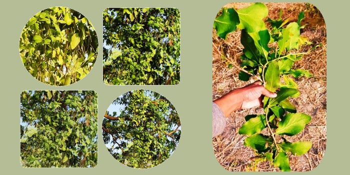 लोरैंथस, आम के पेड़ों पर पाए जानेवाला परजीवी पौधा जो पेड़ को धीरे धीरे करता है कमजोर, जाने कैसे करें प्रबंधित?