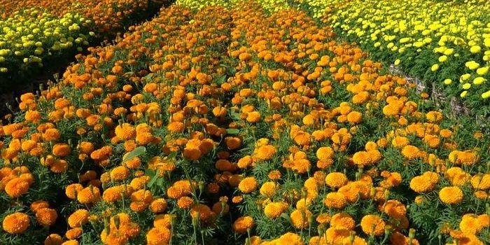 गेंदा के फूल की खेती को प्रभावित करने वाले प्रमुख मृदा जनित रोगों को कैसे प्रबंधित करेगें ?