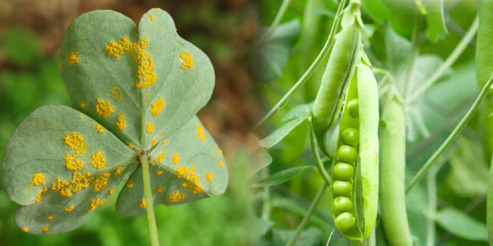 मटर की पत्तियों पर बन रहे गहरे पीले भूरे रंग के फफोलों जैसे रोग को कैसे करें प्रबंधित?