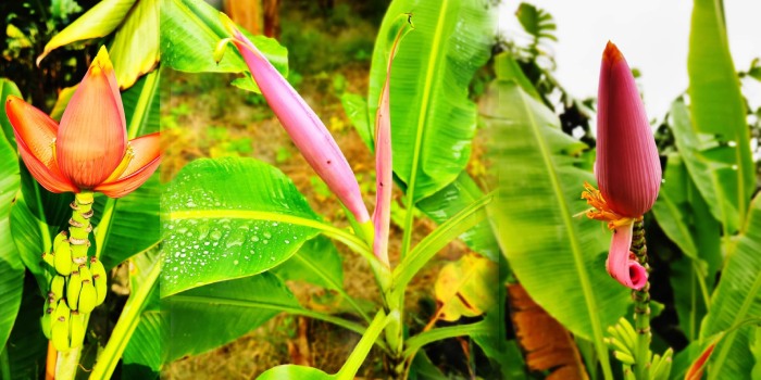 क्या आप जानते है सजावटी केले (Ornamental banana) के बारे में?