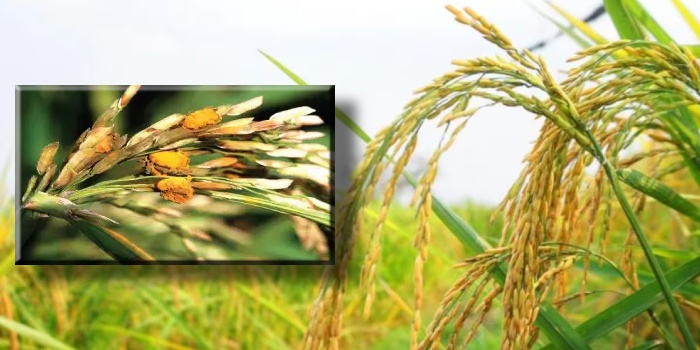 हाईब्रिड धान को फॉल्स स्मट रोग से बचाना अत्यावश्यक वरना होगा भारी नुकसान