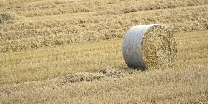 धान के पुआल (पराली) का सर्वोत्तम प्रबंधन कैसे करें?