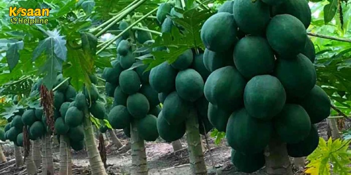 अप्रैल मई में पपीता लगाने से पूर्व जानने योग्य प्रमुख बातें