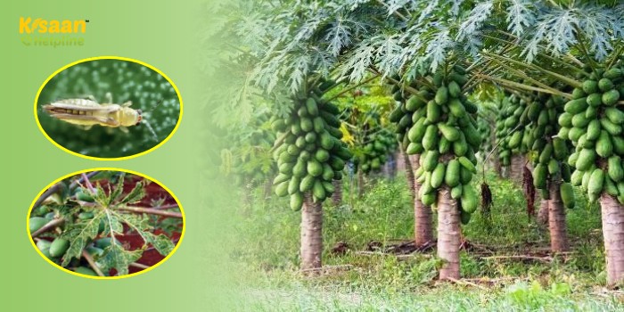 पपीता में थ्रिप्स के संक्रमण को पहचान कर ससमय करे प्रबंधन अन्यथा होगा भारी नुकसान