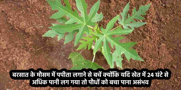 पपीता लगाने की सोच रहे हो तो 15 नवंबर से पूर्व लगाए अधिकतम लाभ पाए