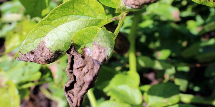 आलू की सफल खेती के लिए आवश्यक है की पछेती झुलसा रोग के प्रबंधन की तैयारी पहले से ही कर लें