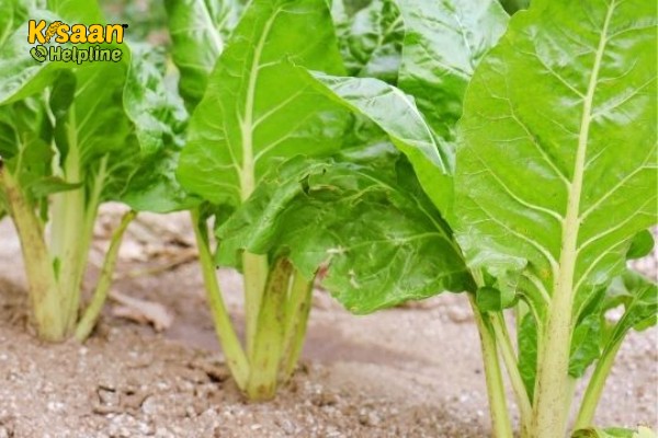 पालक की खेती, आय एवम व्यय